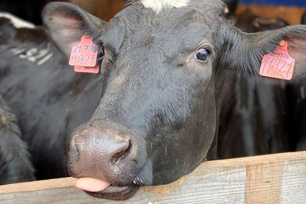 Эко-ферма Ивановское занимается разведением КРС молочных и мясных пород, поставкой молока и мяса, выращиванием и продажей кормов